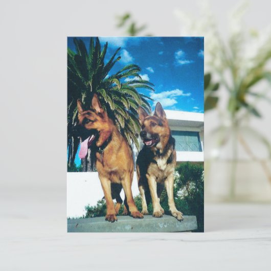 Carte De Remerciements groupe german shepherd (Debout devant)