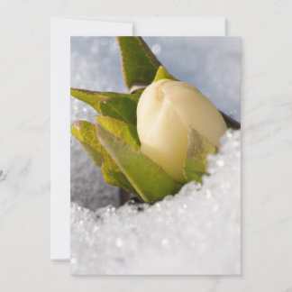 Carte De Remerciements Hellebore poussant à travers la neige,
