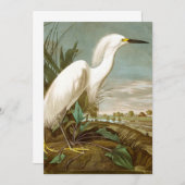 Carte De Remerciements Héron blanc par John James Audubon (Devant / Derrière)