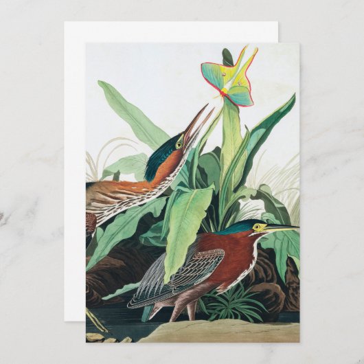Carte De Remerciements Heron vert par John James Audubon (Devant / Derrière)
