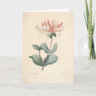 Carte De Remerciements Honeysucké par Redoute Botanical Sympathy Card