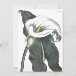 Carte De Remerciements Illustration botanique de Calla Lily