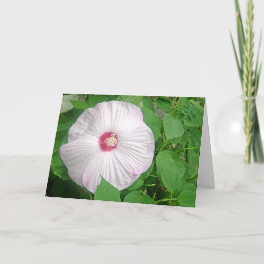 Carte De Remerciements Ketmie Rosa (Devant)