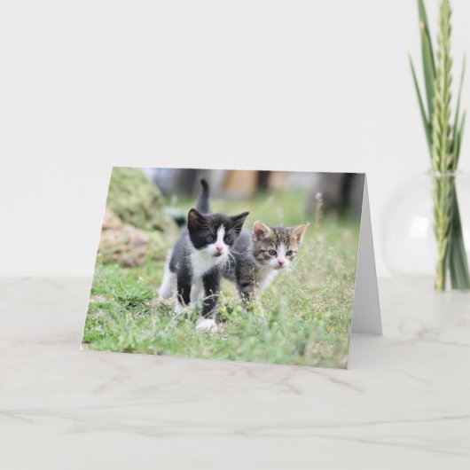 Carte De Remerciements Kitten (Devant)