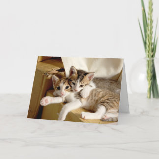 Carte De Remerciements Kitten Twins Blank Greeting