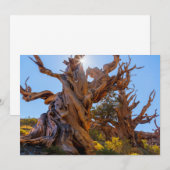 Carte De Remerciements L'arbre sentinelle (Devant / Derrière)