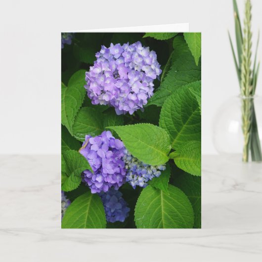 Carte De Remerciements Lavande Hydrangea (Devant)