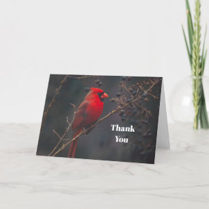 Carte De Remerciements Le cardinal rouge de la faune
