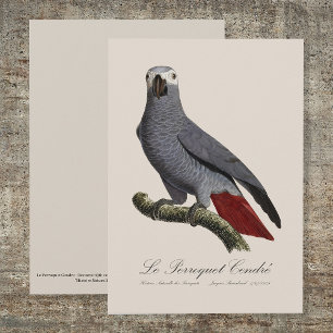Carte De Remerciements Le Perroquet Cendre - Illustration du XIXe siècle