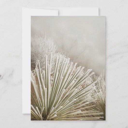 Carte De Remerciements Le Yucca Couvert De Frost En Hiver (Devant)