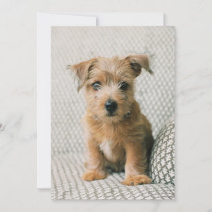 Carte De Remerciements Les bébés animaux les plus mignons   chiot Norfolk