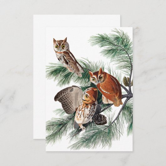 Carte De Remerciements Little Screech Owl par John James Audubon (Devant / Derrière)