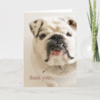 Loyal White Bulldog Thank You