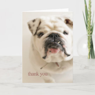 Carte De Remerciements Loyal White Bulldog Thank You