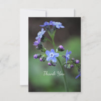 Myosotis  