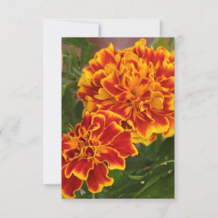 Carte De Remerciements Orange Marigolds Ftriking Garden Photo