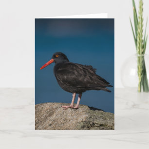 Carte de remerciements Oystercatcher noir