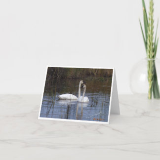 Carte De Remerciements Paire de cygnes ~ Oiseaux d'une plume