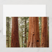 Carte De Remerciements Panorama de Séquoia géant (Devant / Derrière)