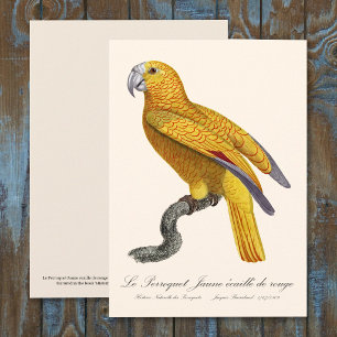 Carte De Remerciements Perroquet de Paradis de Cuba, Psittacus Paradisi