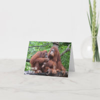 Petit déjeuner avec les Orangutans Drôle