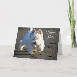 Carte de remerciements photo Beach Westie