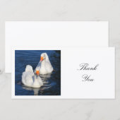 Carte De Remerciements Photo carré - Emden Geese (Devant / Derrière)
