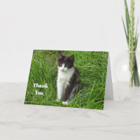 Photo chat noir et blanc de chaton
