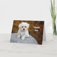 Photo de Chiot Blanc Maltais
