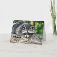 Photo de Mammifère de la faune Raccoon