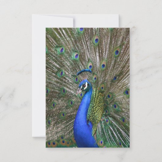 Carte De Remerciements Photo Peacock (Devant)