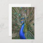 Carte De Remerciements Photo Peacock (Devant / Derrière)
