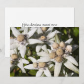 Carte de remerciements plat de fleur d'edelweiss (Devant / Derrière)