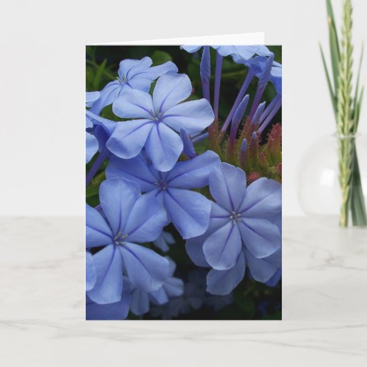 Carte De Remerciements Plumbago (Devant)