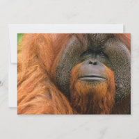 Portrait de mâle orang-outan, Géorgie, États-Unis