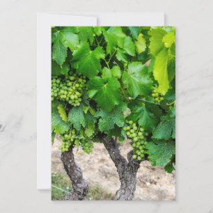 Carte De Remerciements Raisin de cuve, France