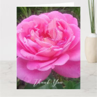 Rose rose 'Léonard de Vinci' romantique  