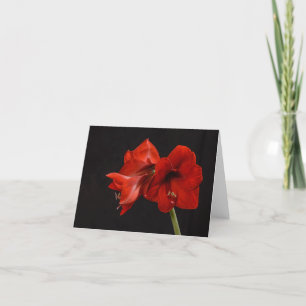 Carte De Remerciements Rouge Amaryllis