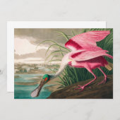 Carte De Remerciements Spoonbill sur le roseate par John James Audubon (Devant / Derrière)