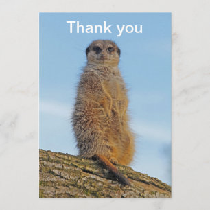 Carte De Remerciements Suricate