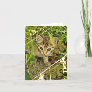 Carte De Remerciements Tabby kitten