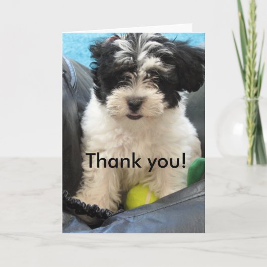 Carte De Remerciements Thank You ! Havanese Puppy (Devant)
