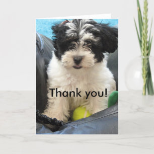 Carte De Remerciements Thank You ! Havanese Puppy