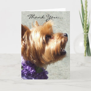 Carte De Remerciements Thank You Yorkshire Terrier Greeting Card