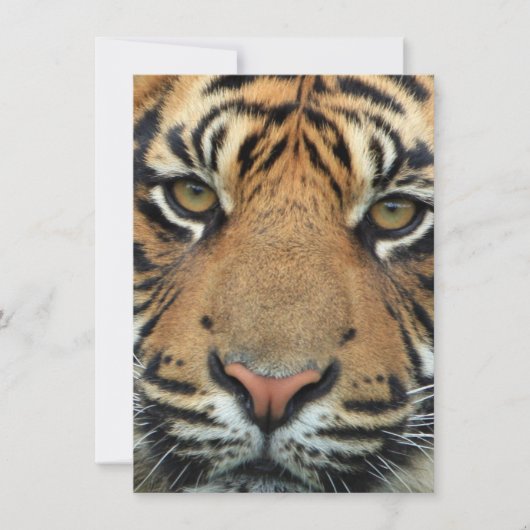 Carte De Remerciements Tiger face (Devant)