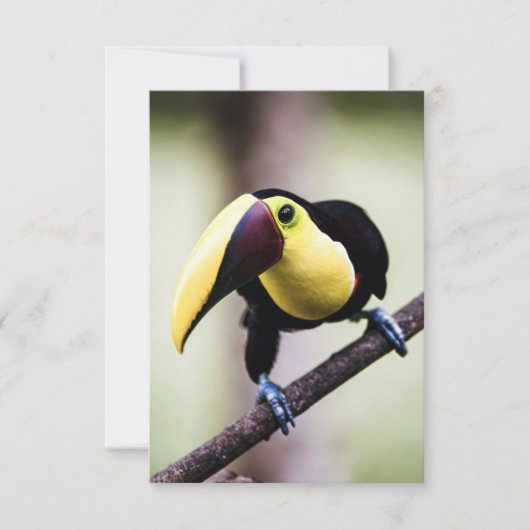 Carte De Remerciements Toucan du Costa Rica (Devant)