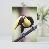 Carte De Remerciements Toucan du Costa Rica (Debout devant)