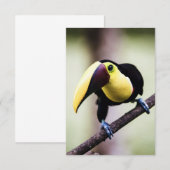 Carte De Remerciements Toucan du Costa Rica (Devant / Derrière)