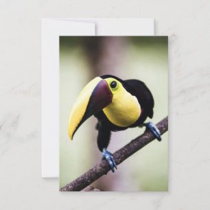 Carte De Remerciements Toucan du Costa Rica
