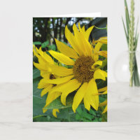 Tournesol